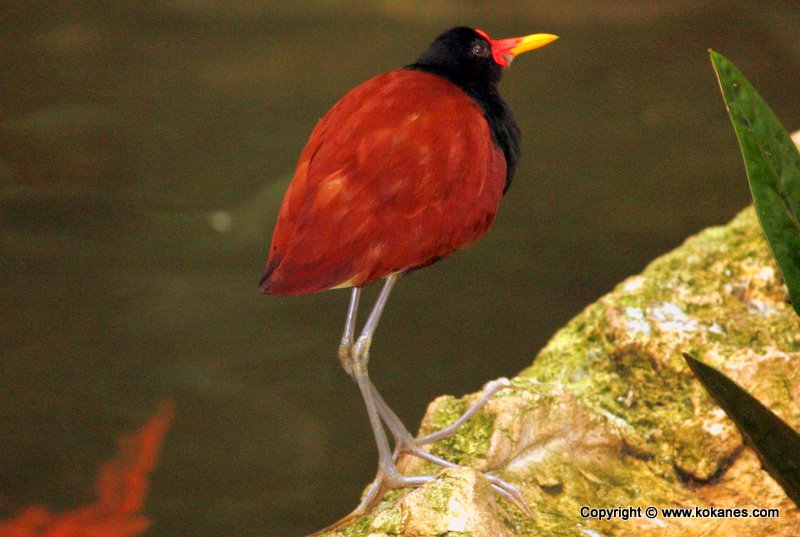 Wattled Jacana